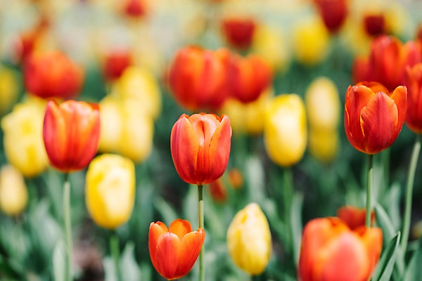 포토 JPG 주간 꽃 여러송이 꽃밭 봄꽃 풍경 사람없음 야외 아웃포커스 봄 튤립 가평 국내포토 자연요소 식물 계절 다수 촬영기법 경기도 파일형식