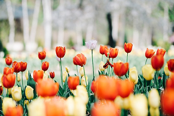 포토 JPG 주간 꽃 여러송이 꽃밭 봄꽃 풍경 사람없음 야외 아웃포커스 봄 튤립 가평 국내포토 자연요소 식물 계절 다수 촬영기법 경기도 파일형식
