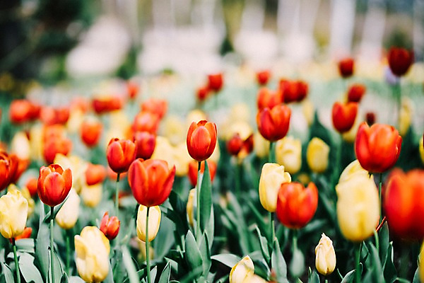 포토 JPG 주간 꽃 여러송이 꽃밭 봄꽃 풍경 사람없음 야외 아웃포커스 봄 튤립 가평 국내포토 자연요소 식물 계절 다수 촬영기법 경기도 파일형식
