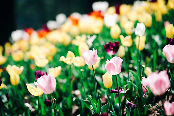 포토 JPG 주간 꽃 여러송이 꽃밭 봄꽃 풍경 사람없음 야외 아웃포커스 봄 튤립 가평 국내포토 자연요소 식물 계절 다수 촬영기법 경기도 파일형식