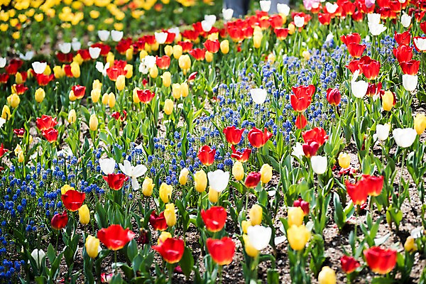 포토 JPG 주간 꽃 여러송이 꽃밭 봄꽃 풍경 사람없음 야외 아웃포커스 봄 튤립 가평 국내포토 자연요소 식물 계절 다수 촬영기법 경기도 파일형식