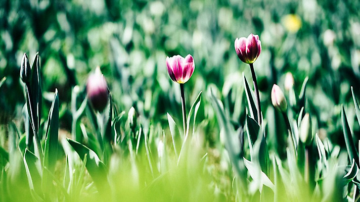 포토 JPG 주간 꽃 여러송이 꽃밭 봄꽃 풍경 사람없음 야외 아웃포커스 봄 튤립 가평 국내포토 자연요소 식물 계절 다수 촬영기법 경기도 파일형식