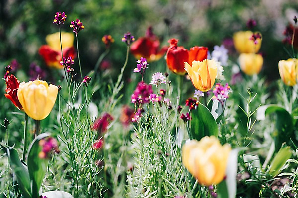 포토 JPG 주간 꽃 여러송이 꽃밭 봄꽃 풍경 사람없음 야외 아웃포커스 봄 튤립 라벤더 가평 국내포토 자연요소 식물 계절 다수 촬영기법 허브 경기도 파일형식