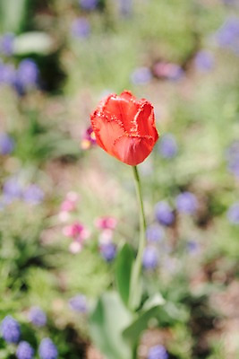 포토 JPG 주간 꽃 한송이 봄꽃 풍경 근접촬영 사람없음 야외 아웃포커스 봄 튤립 가평 국내포토 자연요소 식물 1 계절 뷰포인트 촬영기법 송이 경기도 파일형식