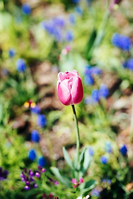 포토 JPG 주간 꽃 한송이 봄꽃 풍경 사람없음 야외 아웃포커스 봄 튤립 가평 국내포토 자연요소 식물 1 계절 촬영기법 송이 경기도 파일형식