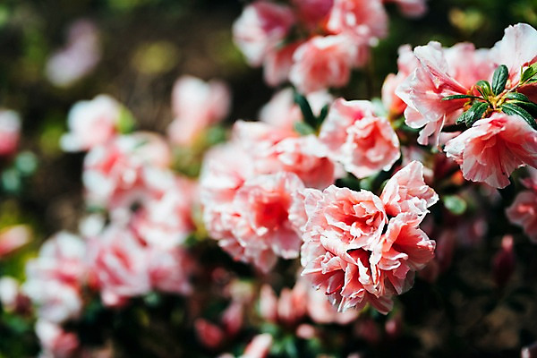 포토 JPG 주간 꽃 봄꽃 풍경 사람없음 야외 아웃포커스 봄 매화 매화나무 가평 국내포토 자연요소 나무 식물 계절 촬영기법 경기도 파일형식