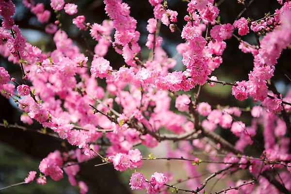 포토 JPG 주간 꽃 봄꽃 풍경 사람없음 야외 아웃포커스 봄 매화 매화나무 가평 국내포토 자연요소 나무 식물 계절 촬영기법 경기도 파일형식