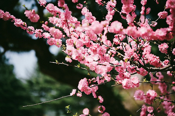 포토 JPG 주간 꽃 봄꽃 풍경 사람없음 야외 아웃포커스 봄 매화 매화나무 가평 국내포토 자연요소 나무 식물 계절 촬영기법 경기도 파일형식