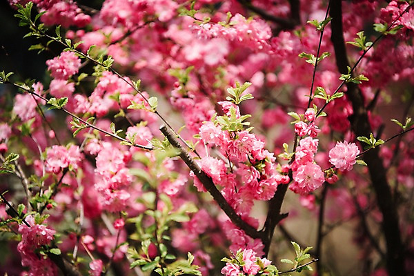 포토 JPG 주간 꽃 봄꽃 풍경 사람없음 야외 아웃포커스 봄 매화 매화나무 가평 국내포토 자연요소 나무 식물 계절 촬영기법 경기도 파일형식