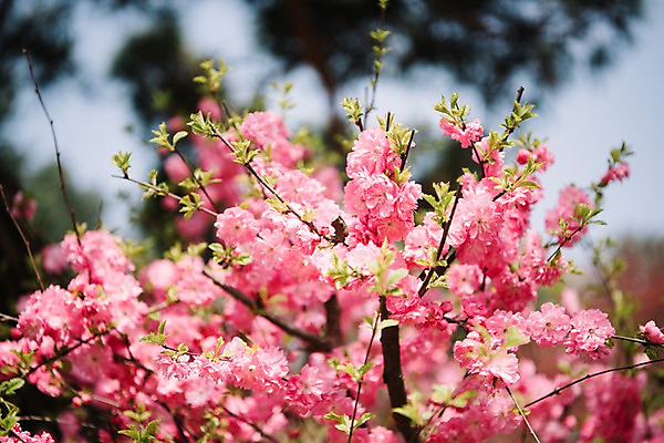 포토 JPG 주간 꽃 봄꽃 풍경 사람없음 야외 아웃포커스 봄 매화 매화나무 가평 국내포토 자연요소 나무 식물 계절 촬영기법 경기도 파일형식