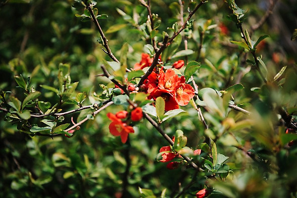 포토 JPG 주간 나무 꽃 봄꽃 풍경 사람없음 야외 아웃포커스 봄 매화 매화나무 가평 국내포토 자연요소 식물 계절 촬영기법 경기도 파일형식