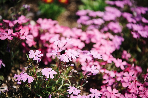 포토 JPG 주간 꽃 봄꽃 풍경 사람없음 야외 아웃포커스 봄 가평 국내포토 자연요소 식물 계절 촬영기법 경기도 파일형식