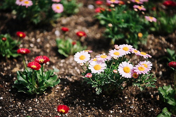 포토 JPG 주간 꽃 봄꽃 풍경 사람없음 야외 아웃포커스 봄 가평 국내포토 자연요소 식물 계절 촬영기법 경기도 파일형식
