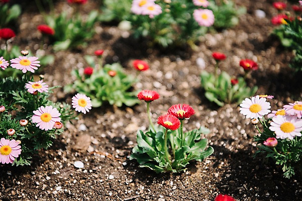포토 JPG 주간 꽃 봄꽃 풍경 사람없음 야외 아웃포커스 봄 데이지 가평 국내포토 자연요소 식물 계절 촬영기법 경기도 파일형식