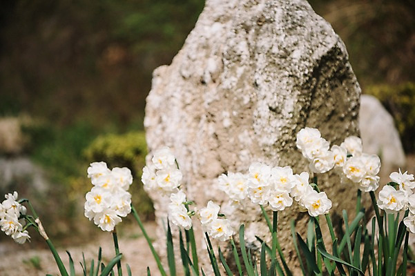 포토 JPG 주간 꽃 봄꽃 왕관 풍경 사람없음 야외 아웃포커스 봄 바위 가평 국내포토 자연요소 식물 계절 촬영기법 돌_바위 경기도 파일형식