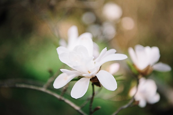 포토 JPG 주간 꽃 봄꽃 풍경 사람없음 야외 아웃포커스 봄 목련 가평 국내포토 자연요소 식물 계절 촬영기법 경기도 파일형식