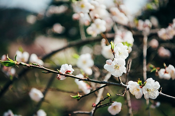 포토 JPG 주간 꽃 봄꽃 풍경 사람없음 야외 아웃포커스 봄 벚꽃 가평 국내포토 자연요소 식물 계절 촬영기법 경기도 파일형식