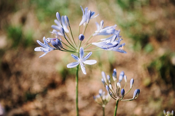 포토 JPG 주간 꽃 봄꽃 풍경 사람없음 야외 아웃포커스 봄 가평 국내포토 자연요소 식물 계절 촬영기법 경기도 파일형식