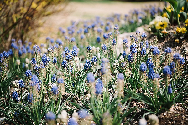 포토 JPG 주간 꽃 봄꽃 풍경 사람없음 야외 아웃포커스 봄 라벤더 가평 국내포토 자연요소 식물 계절 촬영기법 허브 경기도 파일형식