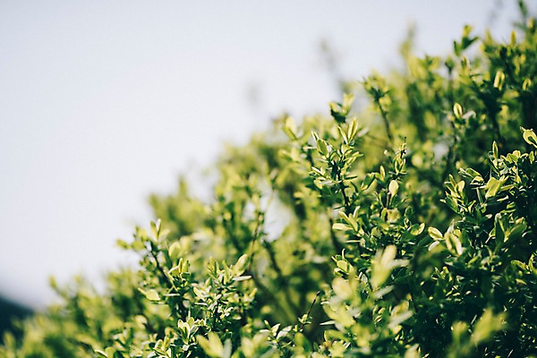 포토 JPG 주간 나무 나뭇잎 풍경 사람없음 야외 아웃포커스 봄 가평 국내포토 자연요소 식물 계절 잎 촬영기법 경기도 파일형식