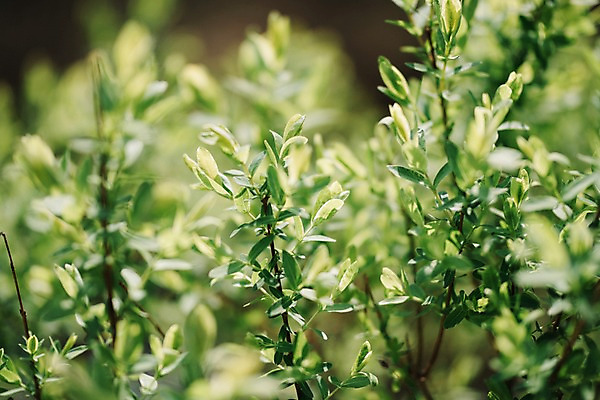 포토 JPG 주간 나무 나뭇잎 풍경 사람없음 야외 아웃포커스 봄 가평 국내포토 자연요소 식물 계절 잎 촬영기법 경기도 파일형식