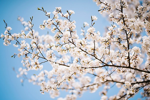 포토 JPG 주간 꽃 봄꽃 풍경 사람없음 야외 아웃포커스 봄 벚꽃 가평 국내포토 자연요소 식물 계절 촬영기법 경기도 파일형식