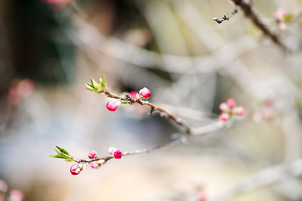 포토 JPG 주간 꽃 봄꽃 풍경 사람없음 야외 아웃포커스 봄 매화 매화나무 가평 국내포토 자연요소 나무 식물 계절 촬영기법 경기도 파일형식