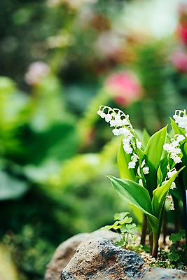 포토 JPG 주간 꽃 봄꽃 풍경 사람없음 야외 아웃포커스 봄 은방울꽃 가평 국내포토 자연요소 식물 계절 촬영기법 경기도 파일형식