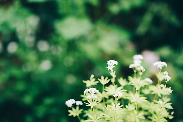 포토 JPG 주간 꽃 봄꽃 풍경 사람없음 야외 아웃포커스 봄 가평 선갈퀴 국내포토 자연요소 식물 계절 촬영기법 경기도 파일형식