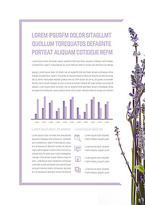 템플릿 꽃 내지 그래프 사람없음 보라색 프레젠테이션 문서템플릿 서식 레이아웃 문서 제안서 라벤더 이미지템플릿 AI파일 식물 컬러 허브 파일형식 벡터