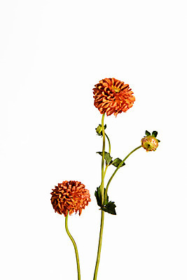 포토 JPG 스튜디오촬영 꽃 백그라운드 실내 사람없음 달리아 국내포토 식물 내부 파일형식