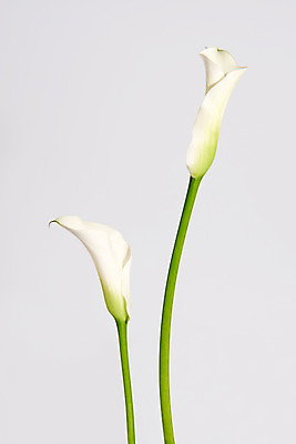 포토 JPG 스튜디오촬영 꽃 백그라운드 실내 사람없음 두송이 카라 국내포토 식물 2 내부 파일형식