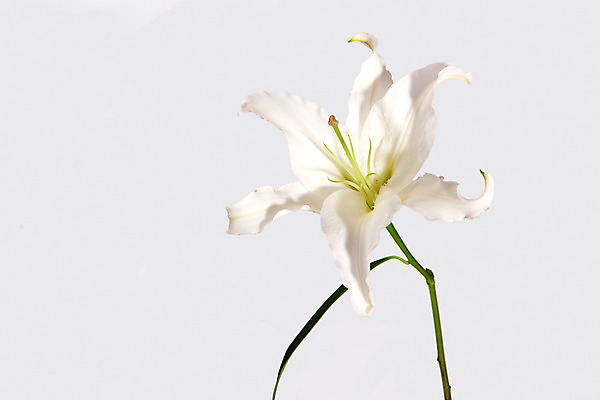 포토 JPG 스튜디오촬영 꽃 백그라운드 한송이 실내 사람없음 백합 국내포토 식물 1 내부 송이 파일형식