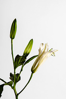 포토 JPG 스튜디오촬영 꽃 백그라운드 잎 한송이 실내 사람없음 백합 국내포토 식물 1 내부 송이 파일형식