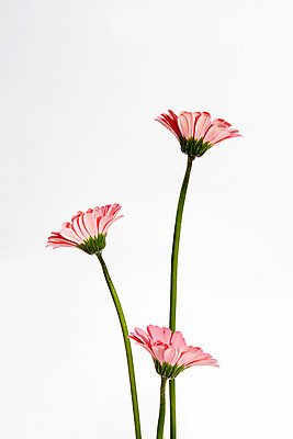 포토 JPG 스튜디오촬영 꽃 백그라운드 실내 사람없음 세송이 거베라 국내포토 식물 3 내부 파일형식