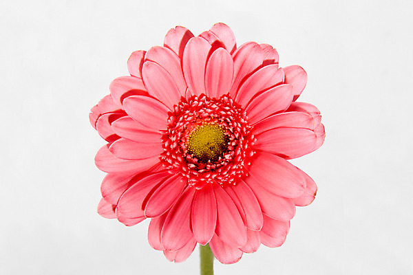 포토 JPG 스튜디오촬영 꽃 백그라운드 한송이 실내 근접촬영 사람없음 거베라 국내포토 식물 1 뷰포인트 내부 송이 파일형식