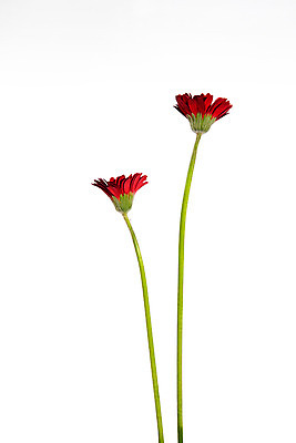 포토 JPG 스튜디오촬영 꽃 백그라운드 실내 사람없음 두송이 거베라 국내포토 식물 2 내부 파일형식