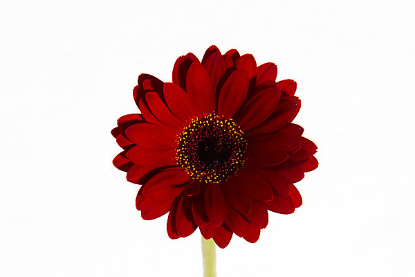 포토 JPG 스튜디오촬영 꽃 백그라운드 한송이 실내 근접촬영 사람없음 거베라 국내포토 식물 1 뷰포인트 내부 송이 파일형식