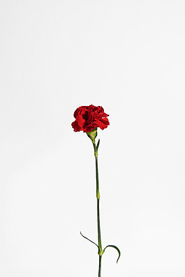 포토 JPG 스튜디오촬영 꽃 백그라운드 한송이 실내 사람없음 카네이션 국내포토 식물 1 내부 송이 파일형식