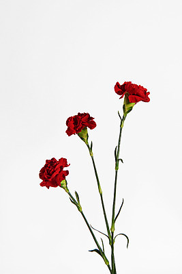 포토 JPG 스튜디오촬영 꽃 백그라운드 실내 사람없음 카네이션 세송이 국내포토 식물 3 내부 파일형식
