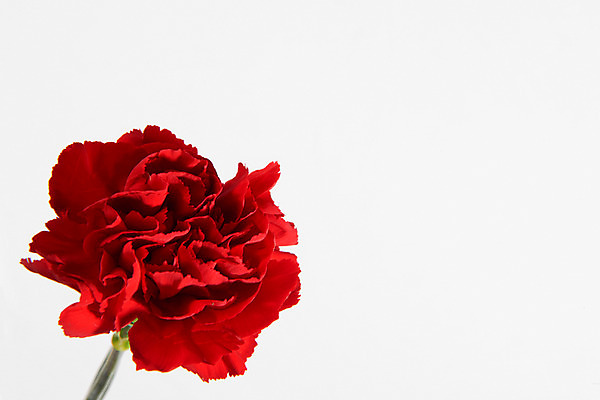 포토 JPG 스튜디오촬영 꽃 백그라운드 한송이 실내 사람없음 카네이션 국내포토 식물 1 내부 송이 파일형식