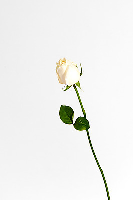 포토 JPG 스튜디오촬영 꽃 백그라운드 잎 한송이 실내 사람없음 장미 국내포토 식물 1 내부 송이 파일형식