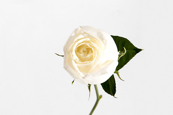 포토 JPG 스튜디오촬영 꽃 백그라운드 한송이 실내 사람없음 장미 국내포토 식물 1 내부 송이 파일형식