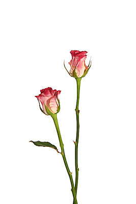 포토 JPG 스튜디오촬영 꽃 백그라운드 실내 사람없음 장미 두송이 국내포토 식물 2 내부 파일형식