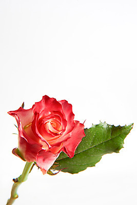 포토 JPG 스튜디오촬영 꽃 백그라운드 잎 한송이 실내 사람없음 장미 국내포토 식물 1 내부 송이 파일형식