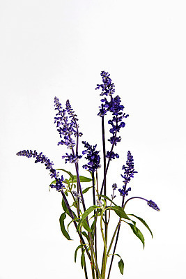 포토 JPG 스튜디오촬영 꽃 백그라운드 실내 사람없음 라벤더 국내포토 식물 내부 허브 파일형식