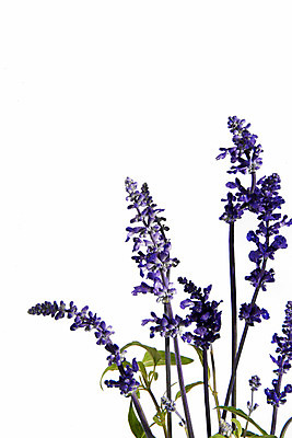 포토 JPG 스튜디오촬영 꽃 백그라운드 실내 사람없음 라벤더 국내포토 식물 내부 허브 파일형식