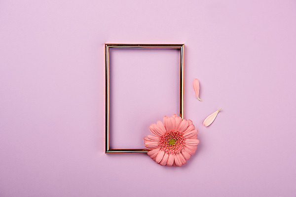 포토 JPG 스튜디오촬영 꽃잎 꽃 분홍색 백그라운드 한송이 프레임 실내 액자틀 사람없음 거베라 국내포토 식물 1 컬러 액자 틀 내부 송이 파일형식