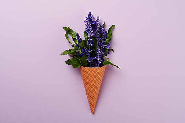 포토 JPG 스튜디오촬영 꽃 꽃다발 백그라운드 실내 사람없음 아이스크림콘 라벤더 국내포토 식물 내부 허브 콘 파일형식