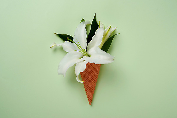 포토 JPG 스튜디오촬영 꽃 백그라운드 한송이 실내 사람없음 백합 아이스크림콘 국내포토 식물 1 내부 콘 송이 파일형식